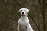 DOGUE ARGENTIN 486